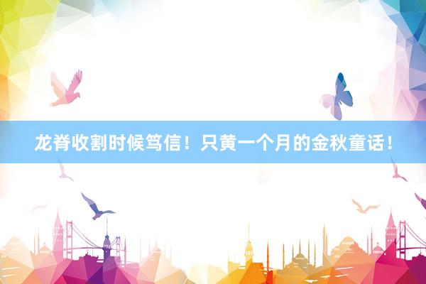 龙脊收割时候笃信！只黄一个月的金秋童话！